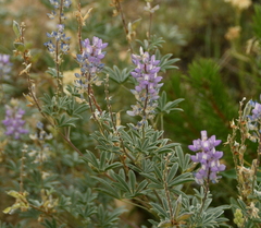 Lupinus sericeus