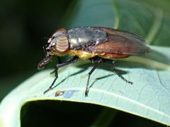 Stomorhina xanthogaster
