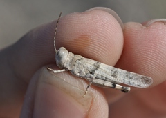 Trimerotropis inconspicua