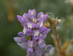 Lupinus sericeus