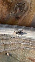 Oestroidea