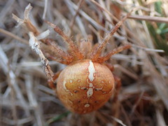 Araneus