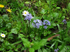 Hyacinthoides italica