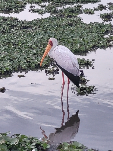 Tántalo africano (Mycteria ibis)