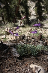 Penstemon scapoides