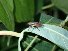Stomorhina xanthogaster