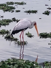 Mycteria ibis
