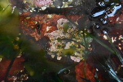 Chamberlainium tumidum