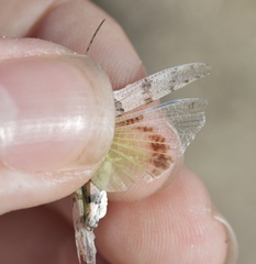 Trimerotropis inconspicua