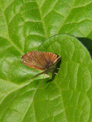 Cacyreus marshalli
