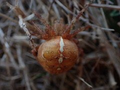 Araneus