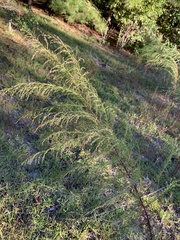 Eupatorium compositifolium