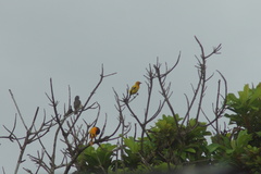 Icterus nigrogularis