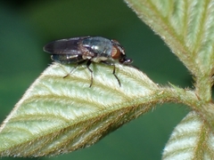 Stomorhina