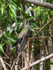 Lampornis clemenciae