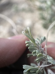 Artemisia nova