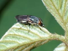 Stomorhina