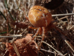 Araneus