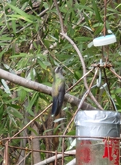Lampornis clemenciae