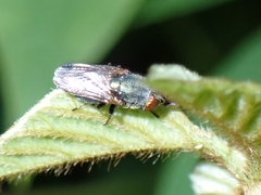 Stomorhina
