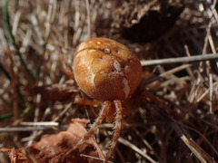 Araneus