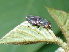 Stomorhina