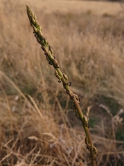 Asparagus acutifolius