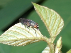 Stomorhina