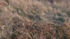Asparagus acutifolius
