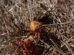 Araneus