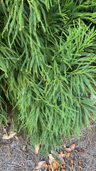 Cryptomeria japonica