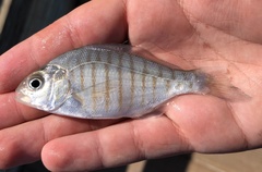 Amphistichus argenteus