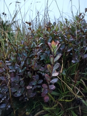 Vaccinium uliginosum