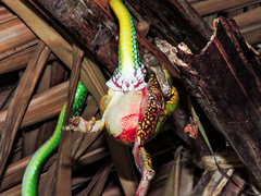 Leptophis diplotropis