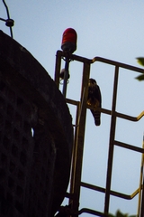 Falco femoralis