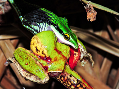 Leptophis diplotropis