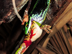 Leptophis diplotropis