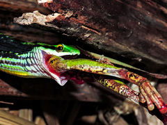 Leptophis diplotropis