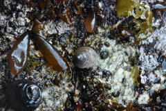Trochoidea