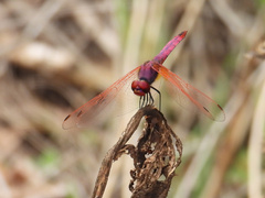 Trithemis annulata
