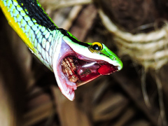 Leptophis diplotropis
