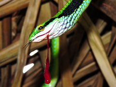 Leptophis diplotropis