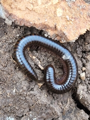 Myriapoda