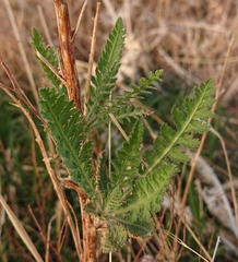 Achillea filipendulina