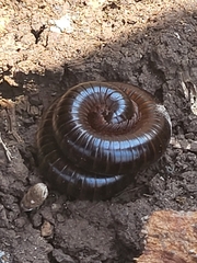 Myriapoda
