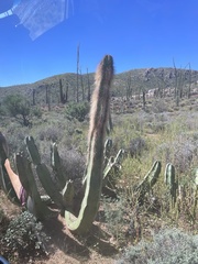 Lophocereus schottii