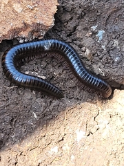 Myriapoda