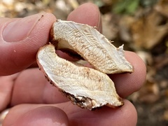 Fomitopsidaceae