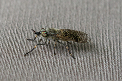 Haematopota pluvialis