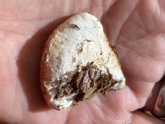 Fomitopsidaceae